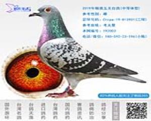 2019年精挑五关台鸽-雄-编号192003