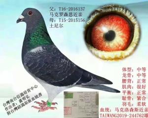 台湾卢明弘 家里还有几十羽台鸽 欢迎咨询客服